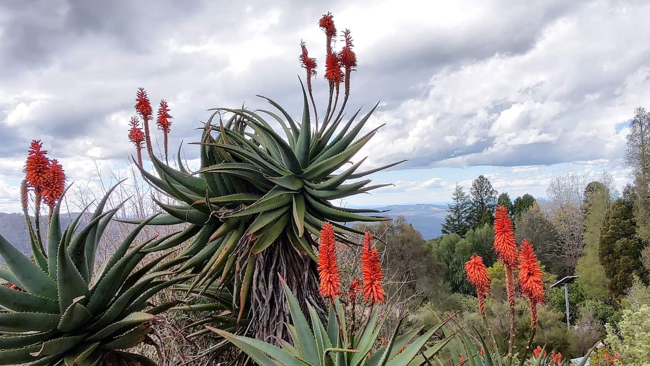 The Blue Mountains Botanic Garden is home to a vast collection of alpine and cool weather plants.