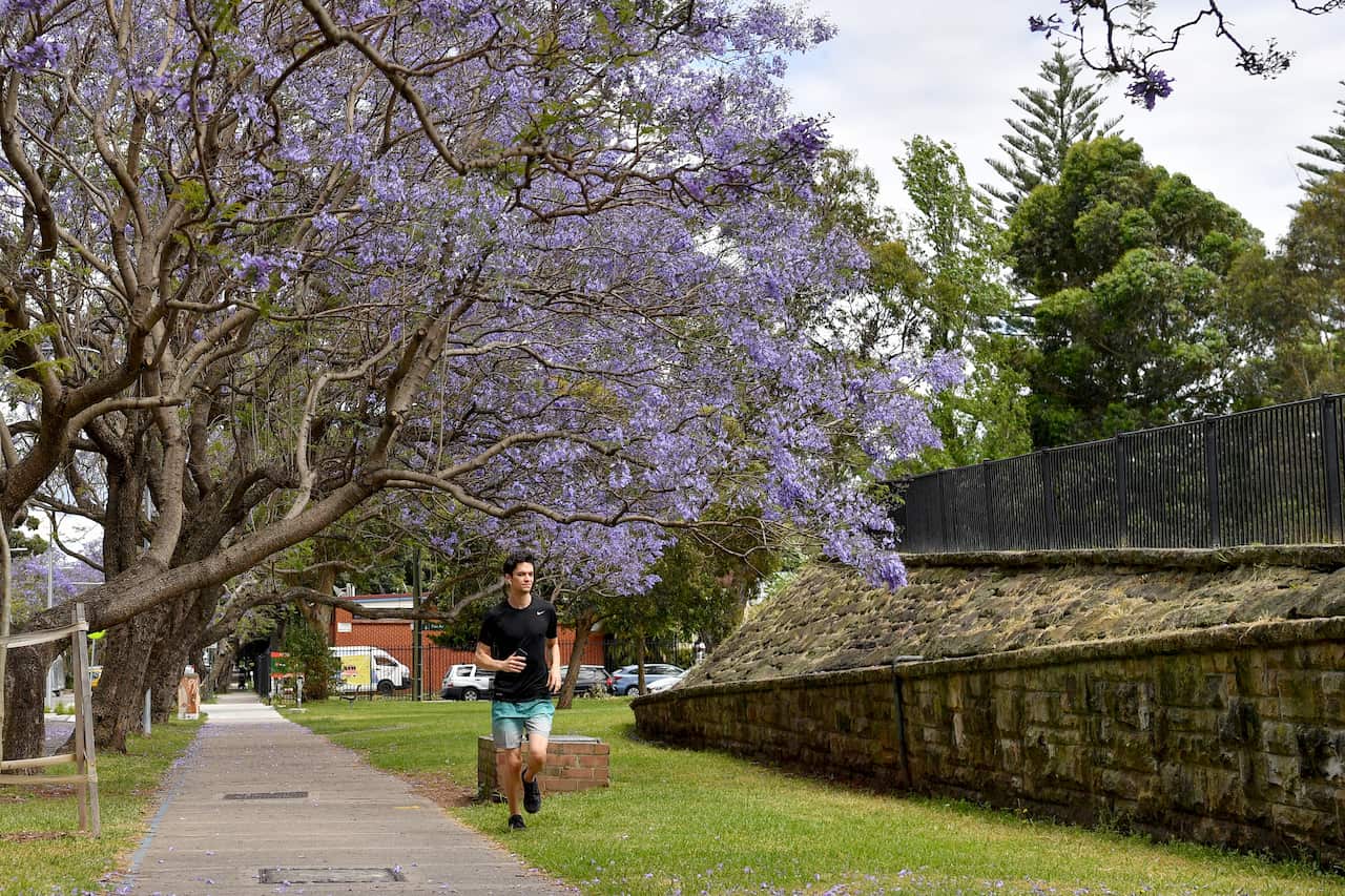A man jogging in a street where the purple flowers of the jacaranda tree are in bloom