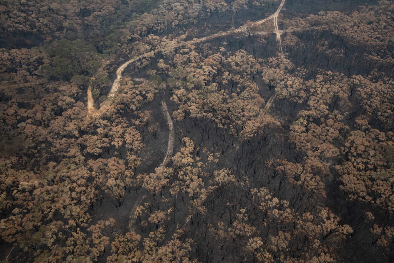 Burnt bushland seen from an aerial perspective.