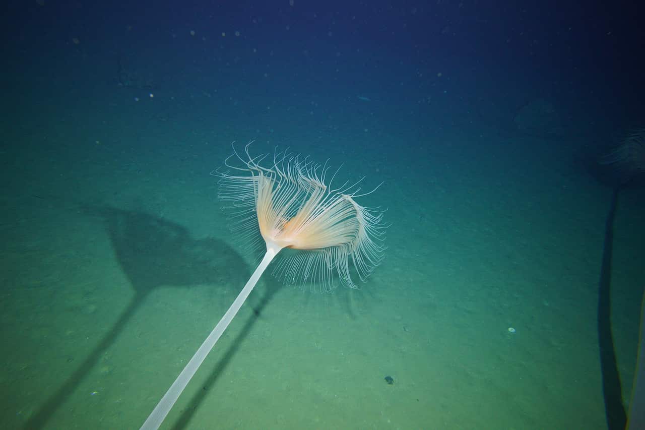 Giant stalked hydroids are a common sign of life returning to the seafloor (Supplied CSIRO).jpg