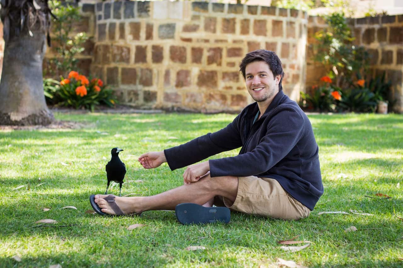 A man extends his hand toward a magpie.
