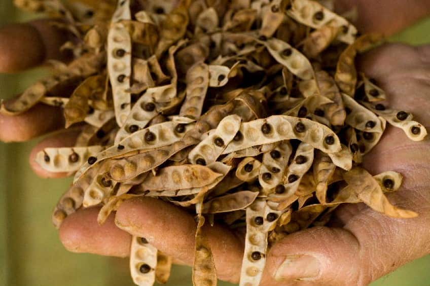 Wattle - acacia victoriae.jpg