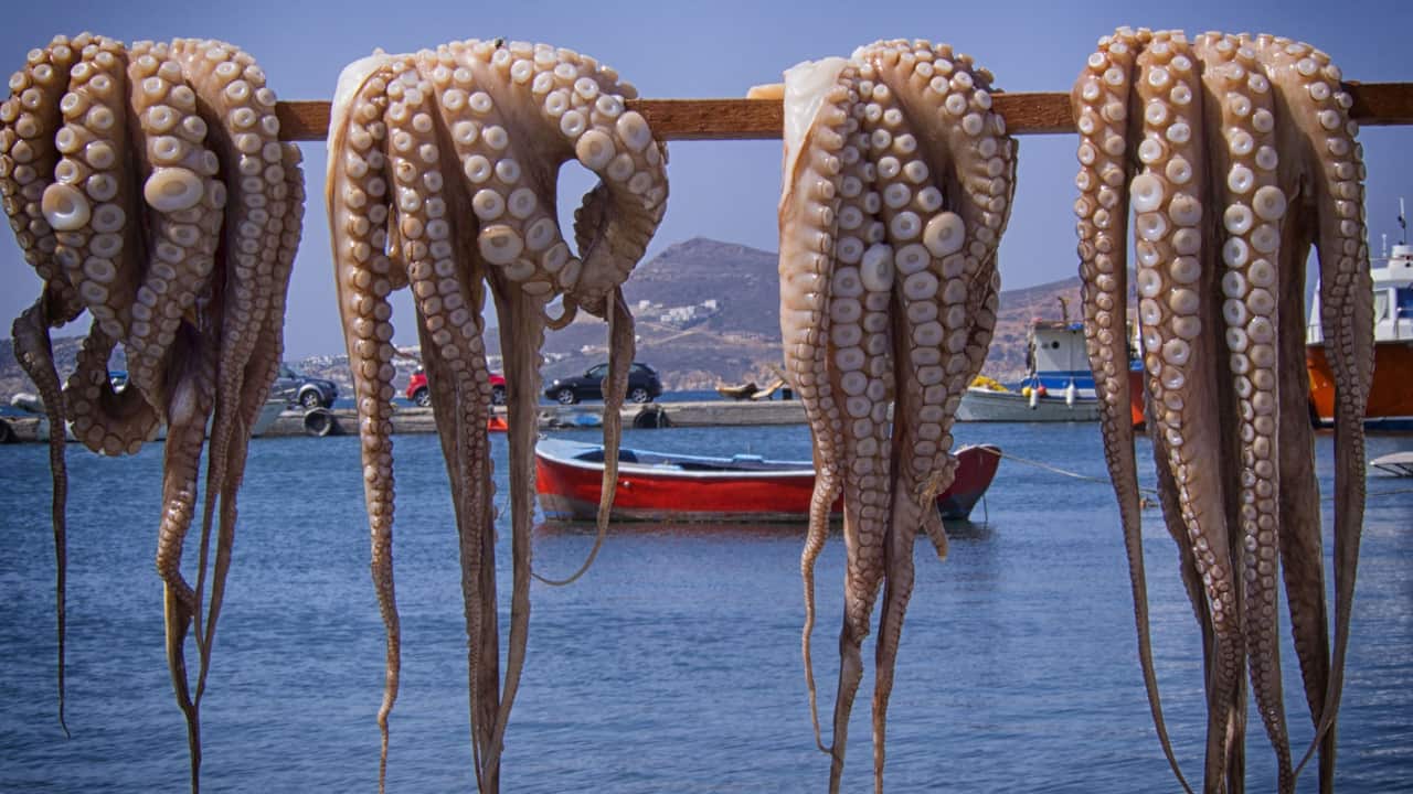 Pixabay edar-octopus-546691.jpg