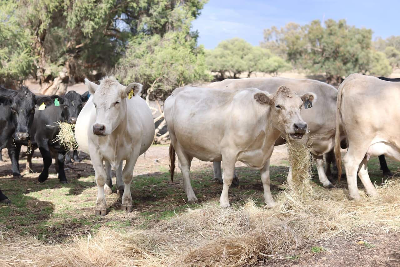 A group of cows in a field. Two are looking away from each other.
