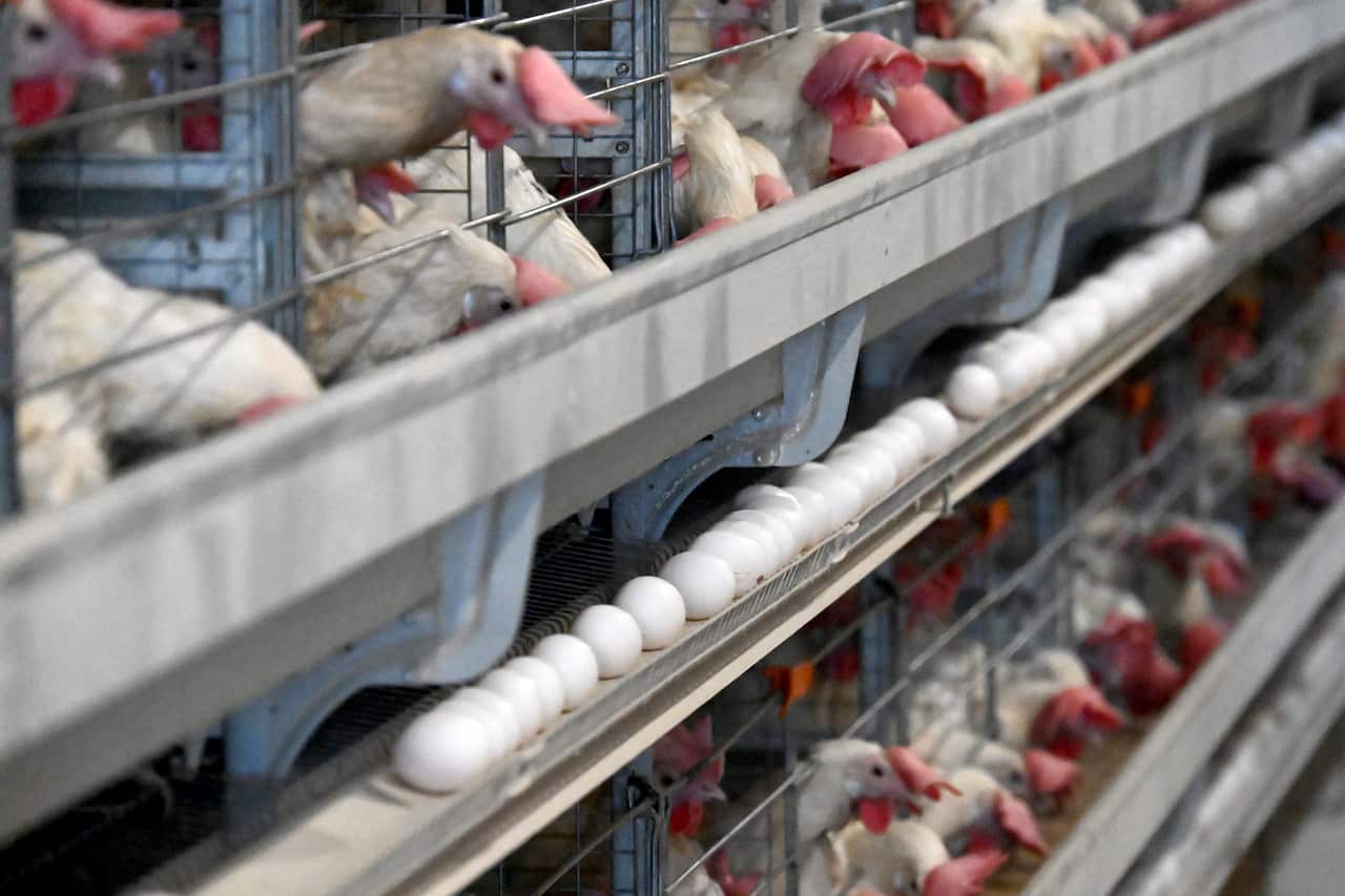 Many chickens behind cages, with a row of eggs below them.