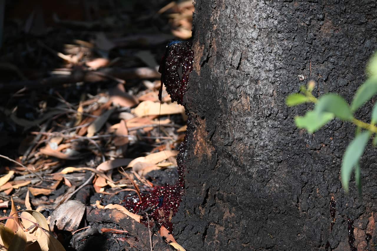 Crystalised sap from the Corymbia Nesophila bloodwood tree, endemic to Northern Australia