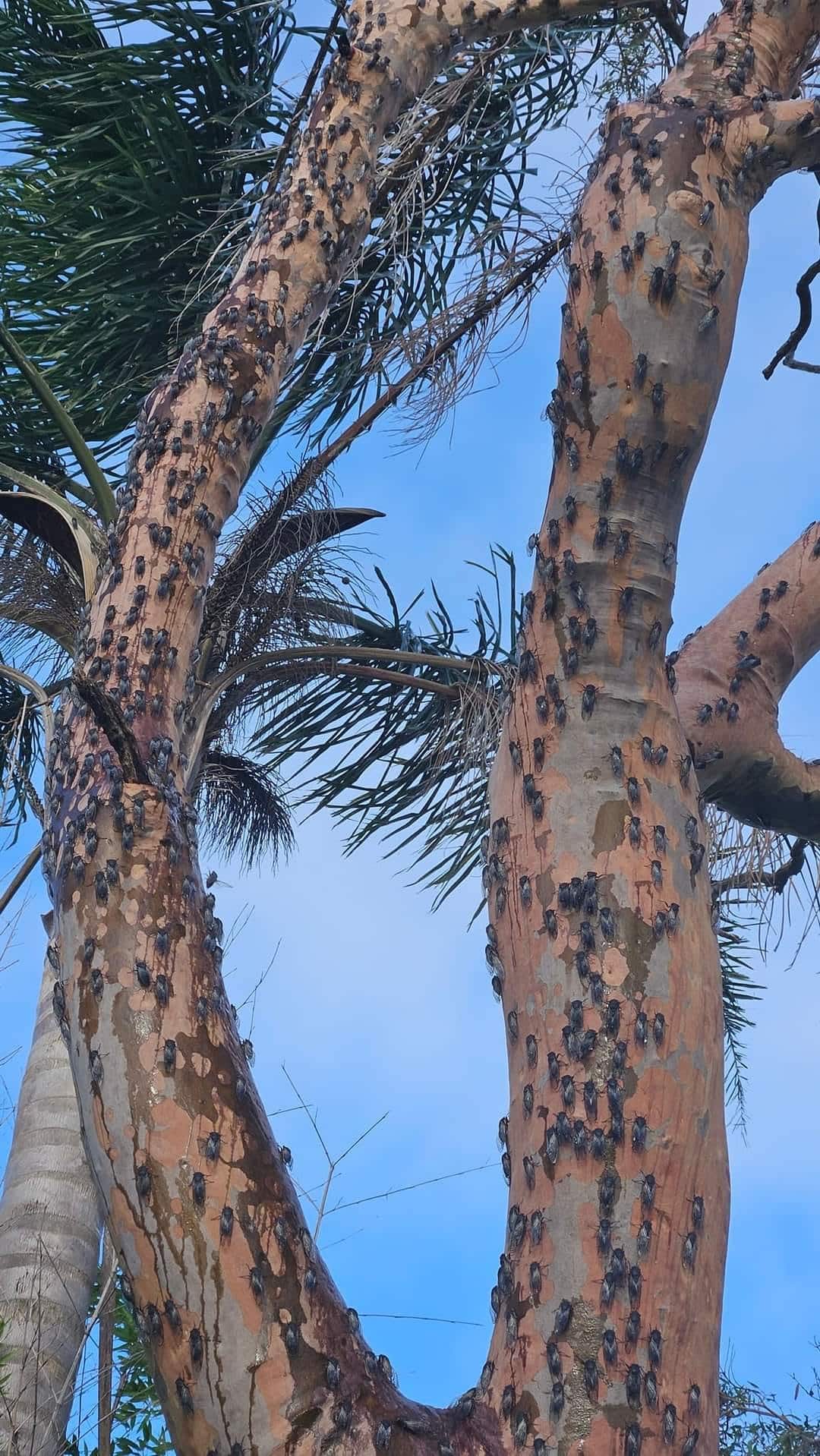 A cluster of cicadas on a tree.