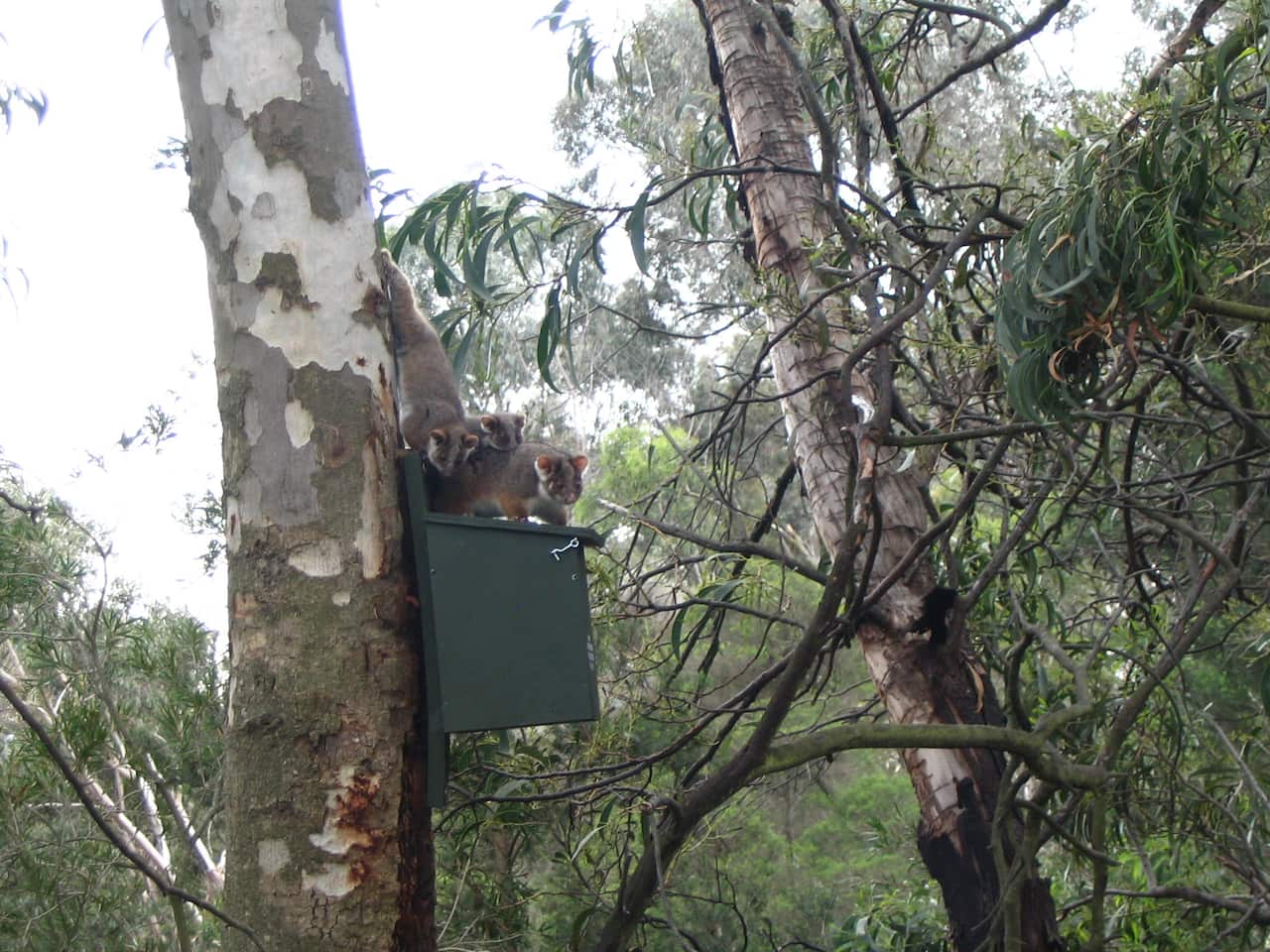 Possums on a nesting box - image credit Nangak Tamboree Wildlife Sanctuary.jpg