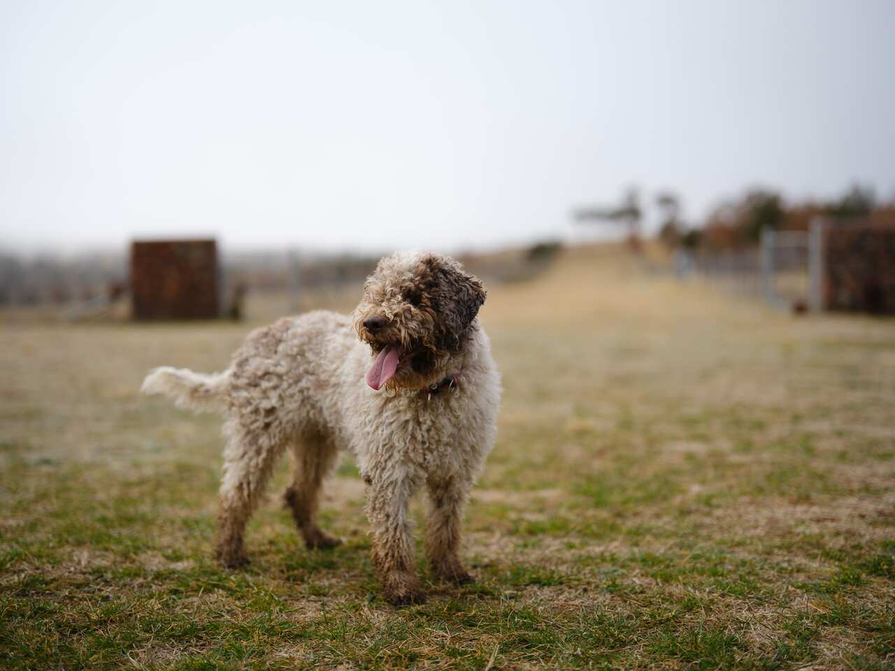 有着中文名字“松露”的一条黑松露猎犬正在农场上玩耍。