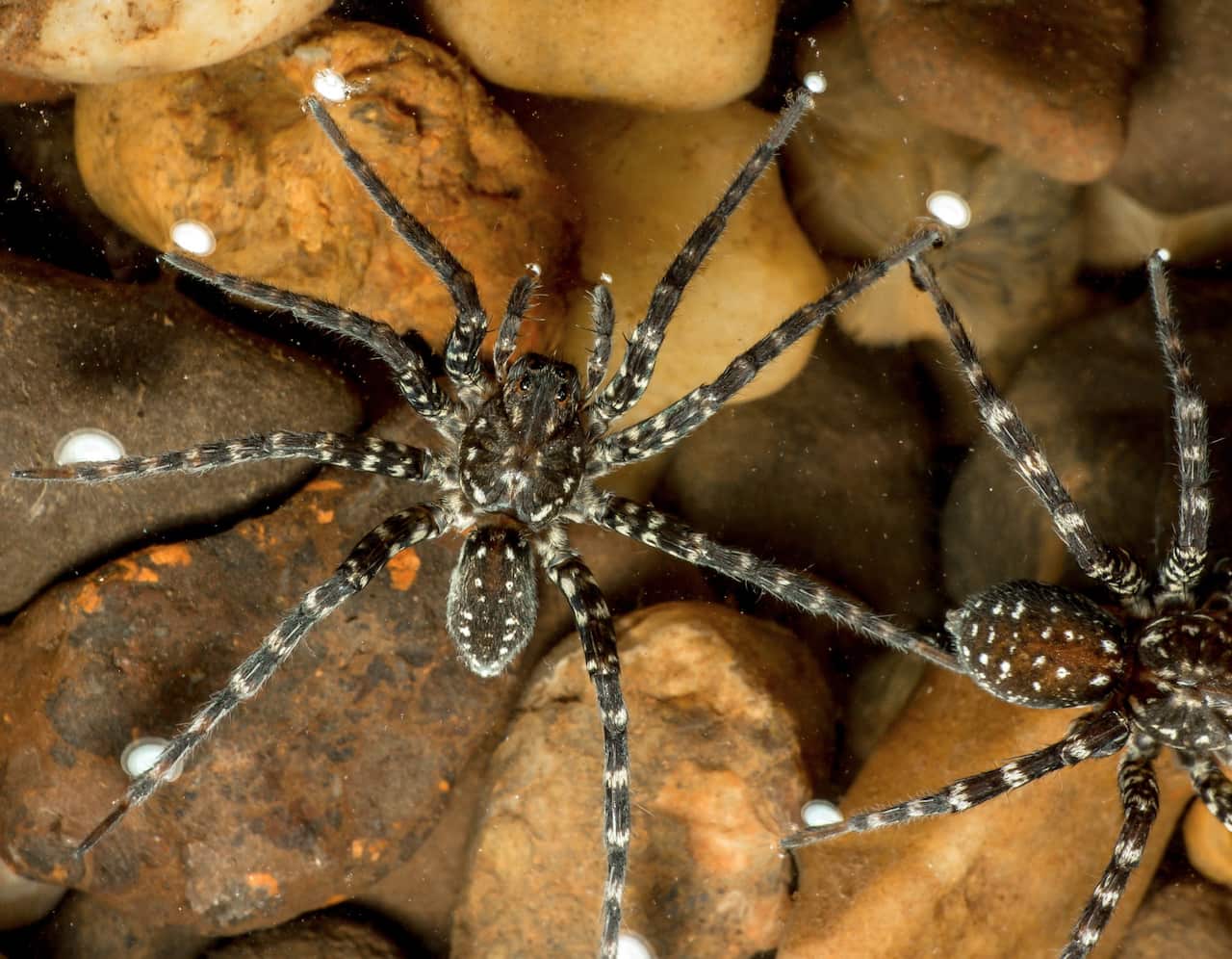 NEW SPIDERS NO TAXONOMISTS