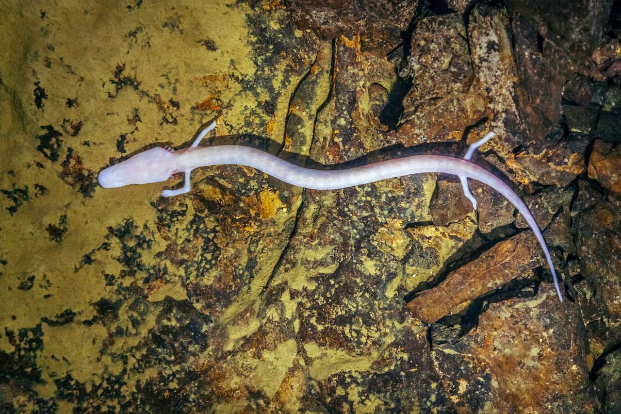 Olm, Proteus anguinus (human fish)
