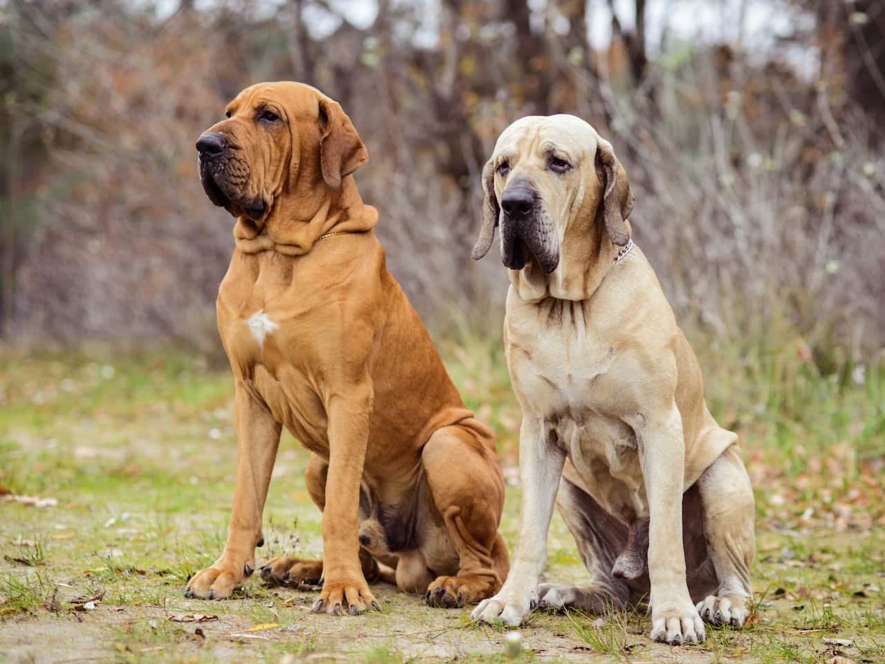 Two Fila Brasileiros dogs sitting next to each other on some grass.