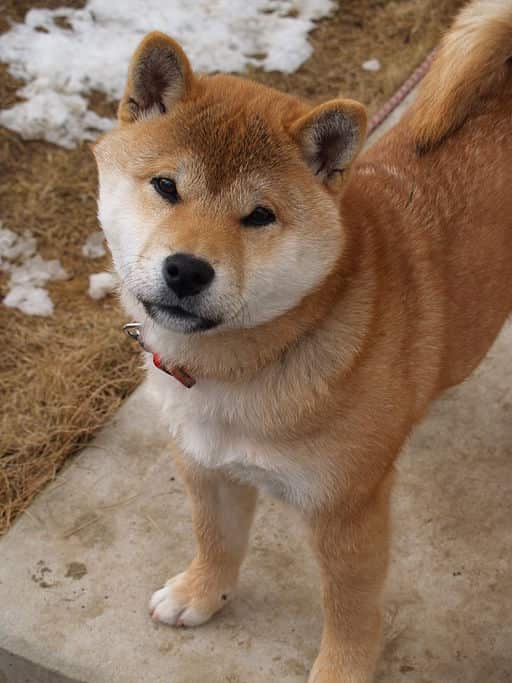 Shiba Inu.jpg