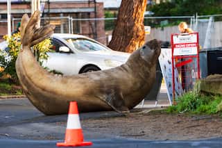 Australia Neil the Seal rolling on his stomach on a road, next to a witch's cone and a newsagents sign.
