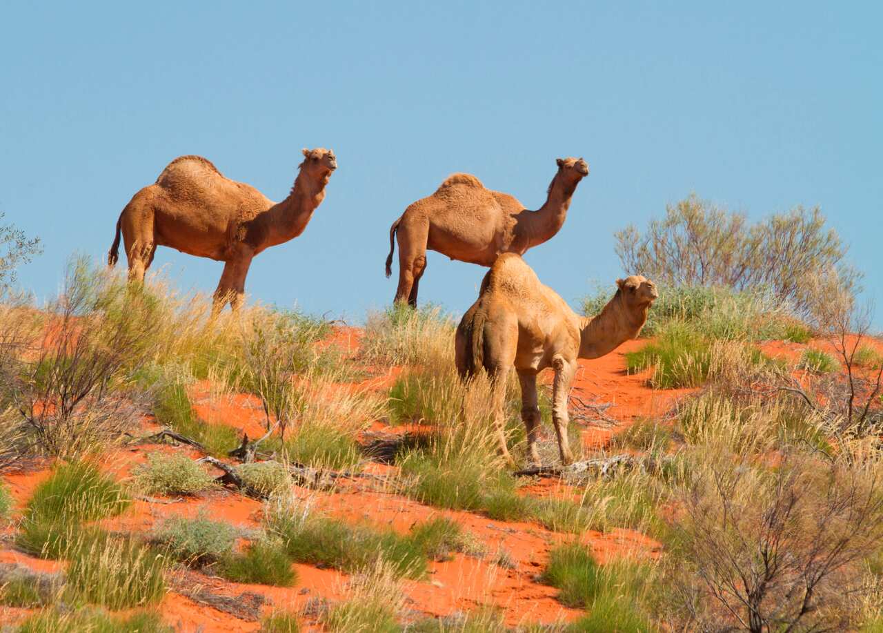 Feral camels, Camelus dromedarius