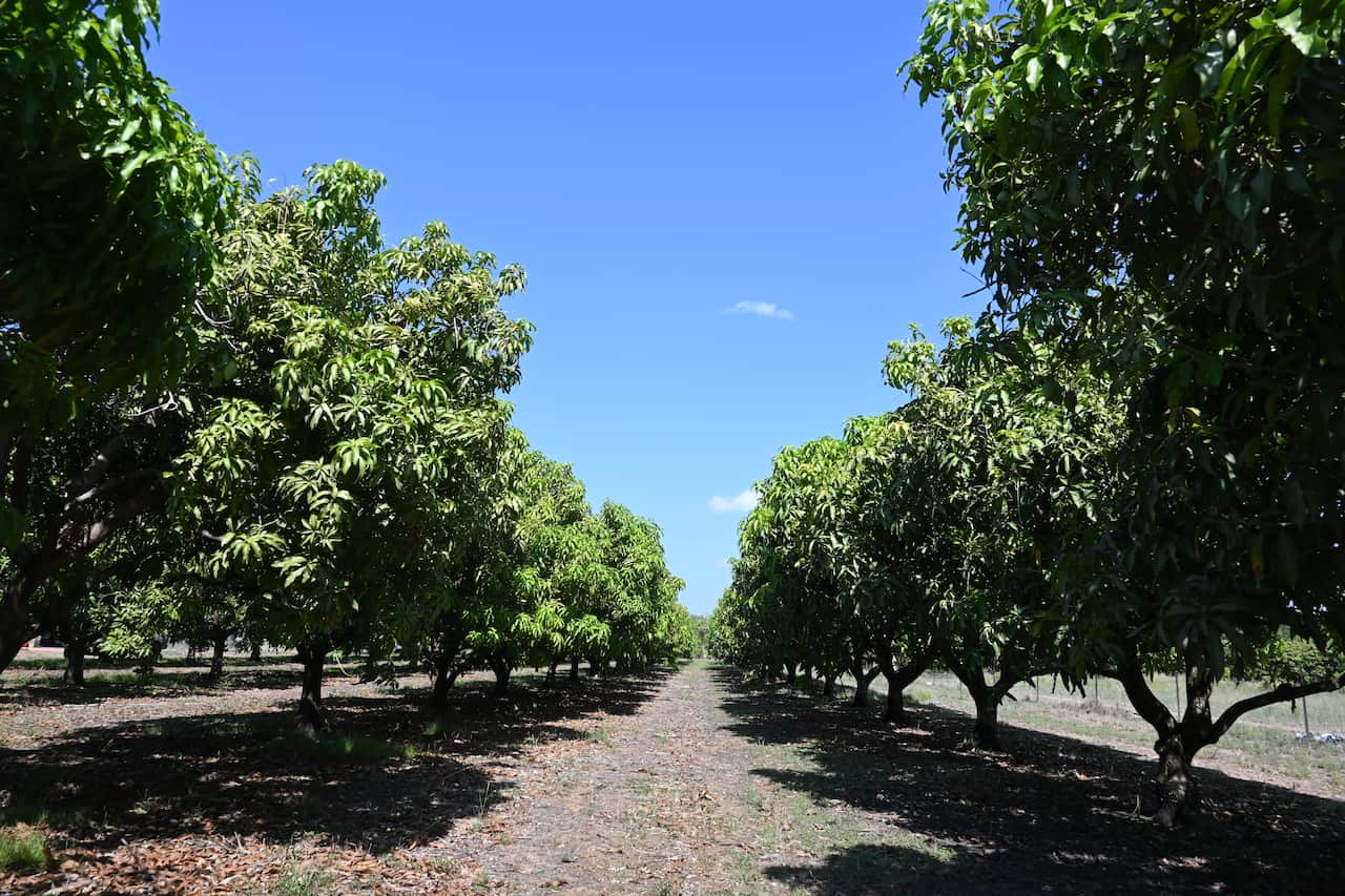 cantonese-mangofarm2