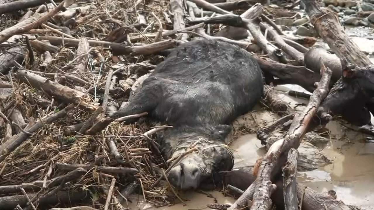 A close up shot of a dead black cow among branches and other flood debris.