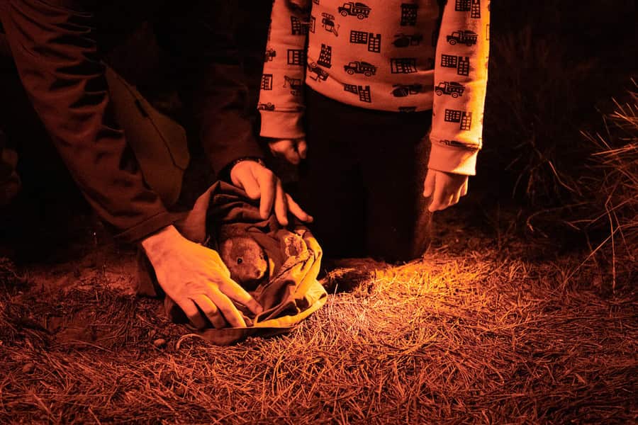 A bettong looks out from a bag, it is night time, the animal is about to be released.