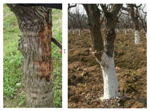 左：刮除老树皮 右：石灰糊涂刷