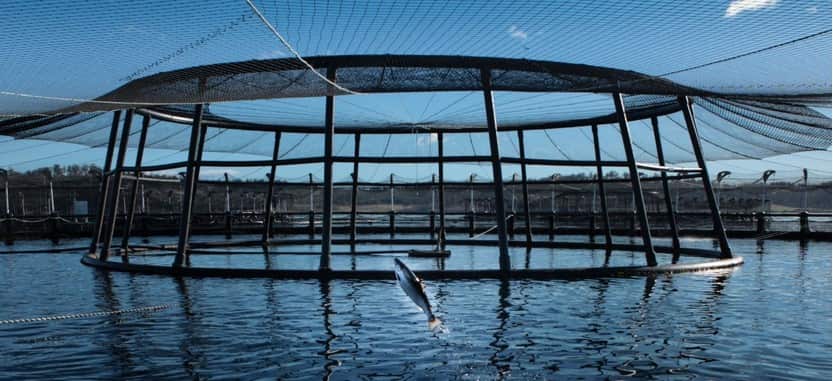 Tassal 在塔州的三文魚場。