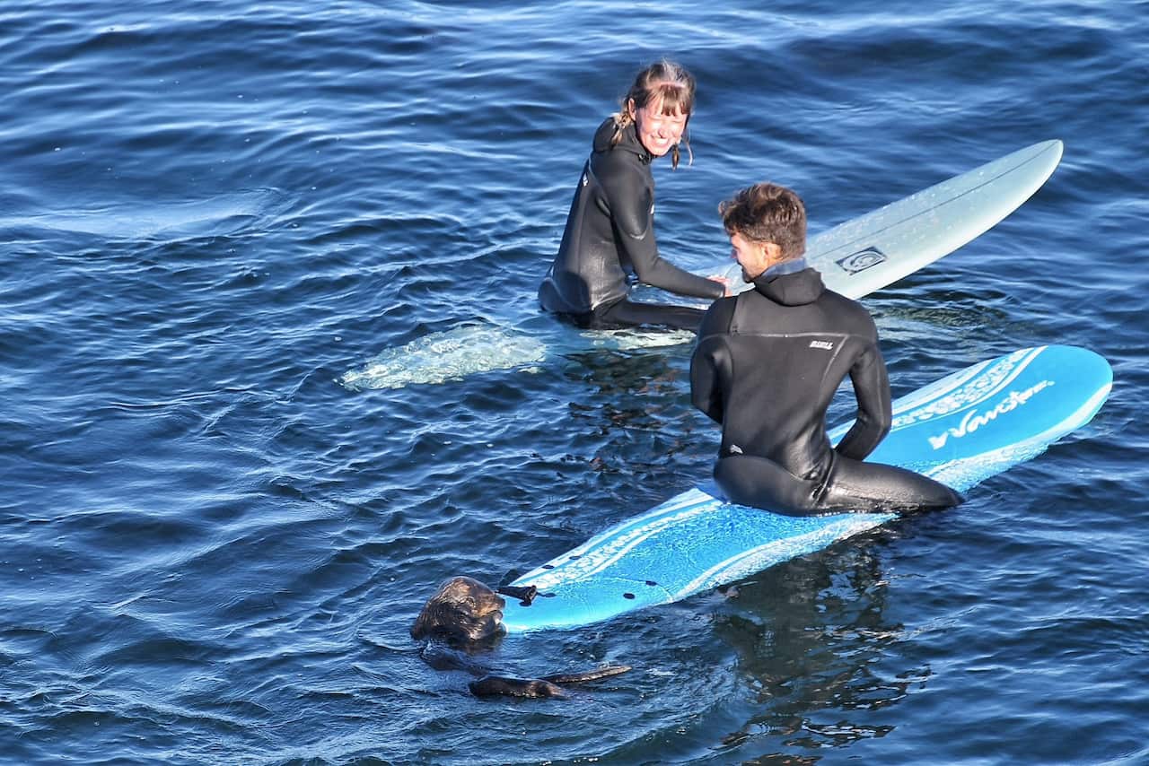 A woman on a surfboard laughs as a sea otter attempts to climb aboard the surfboard of a man next to her.