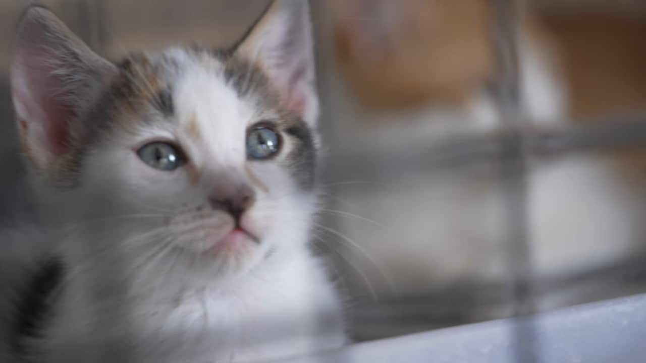 救助站的小猫咪