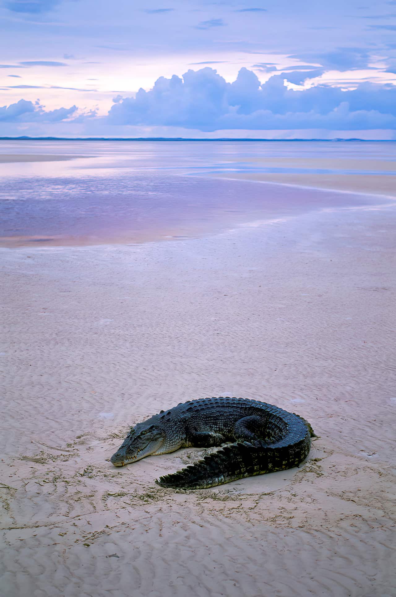 Wuthathi CountrySaltwater Crocodile on Beach, Shelburne