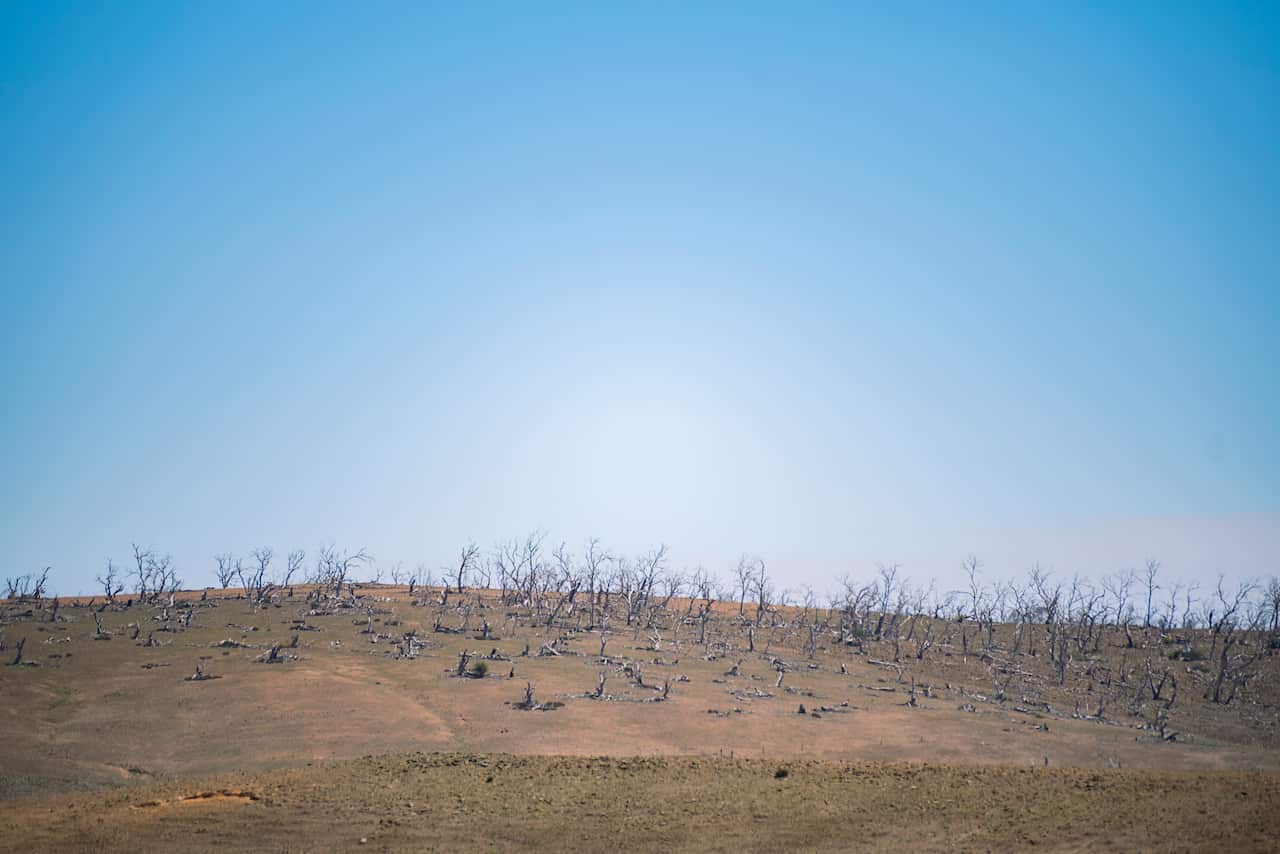 The stark landscape of the Monaro Tablelands which is one of 19 ecosystems collapsing in Australia - Image Greening Australia.JPG