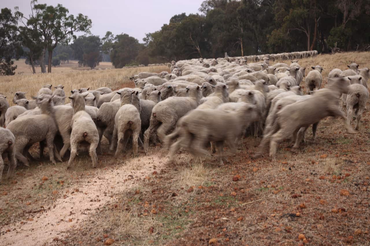 Photo of hundreds of sheep running away hurriedly