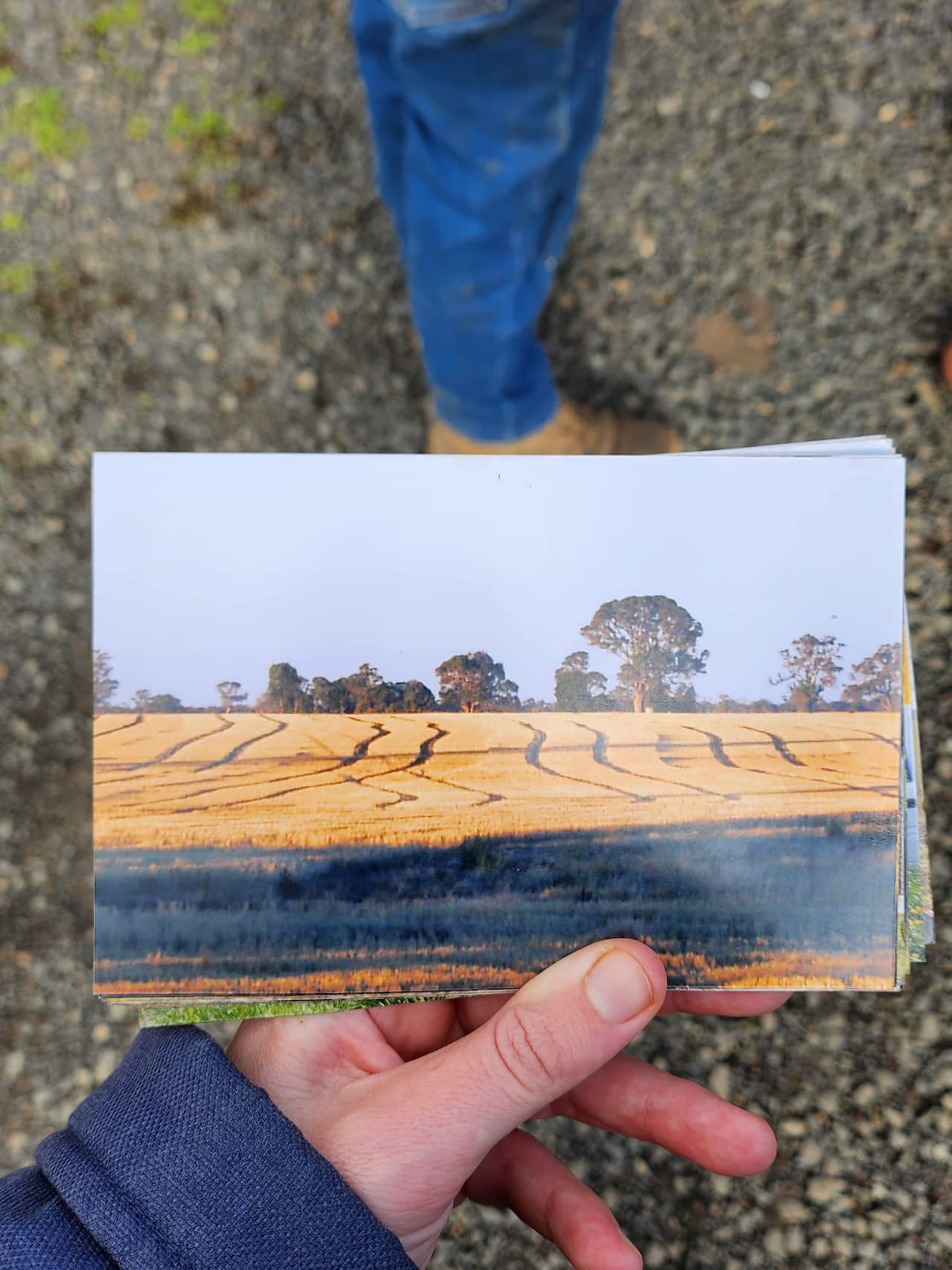 A hand holding a photo of a paddock with golden crops and trees at the bottom.