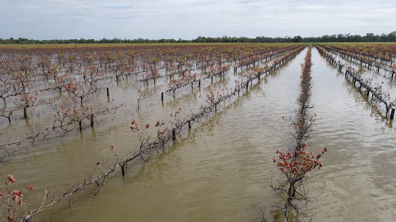 Flooded vines on the property at Renmark.