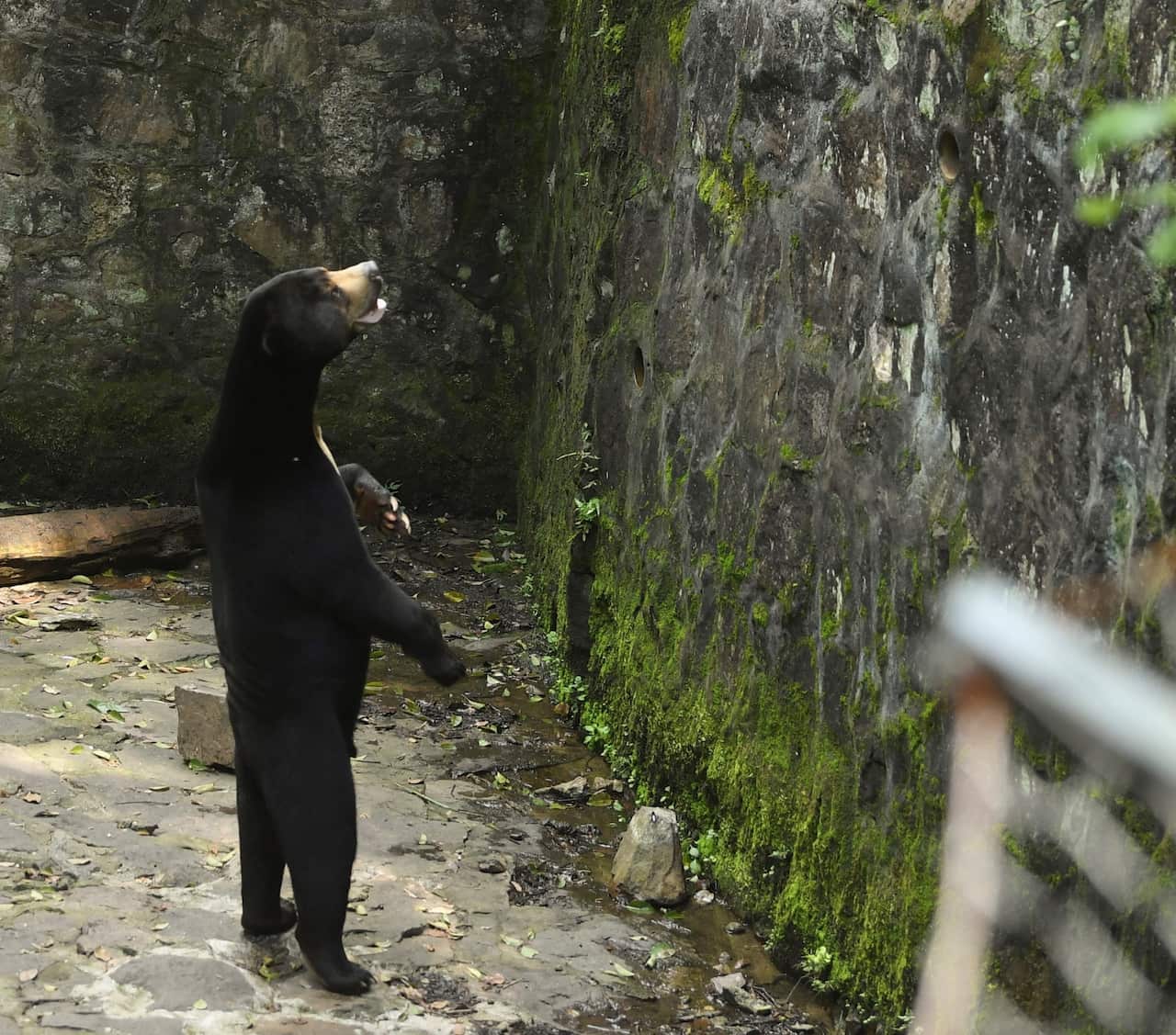 A sun bear standing on its hind legs in a zoo enclosure.
