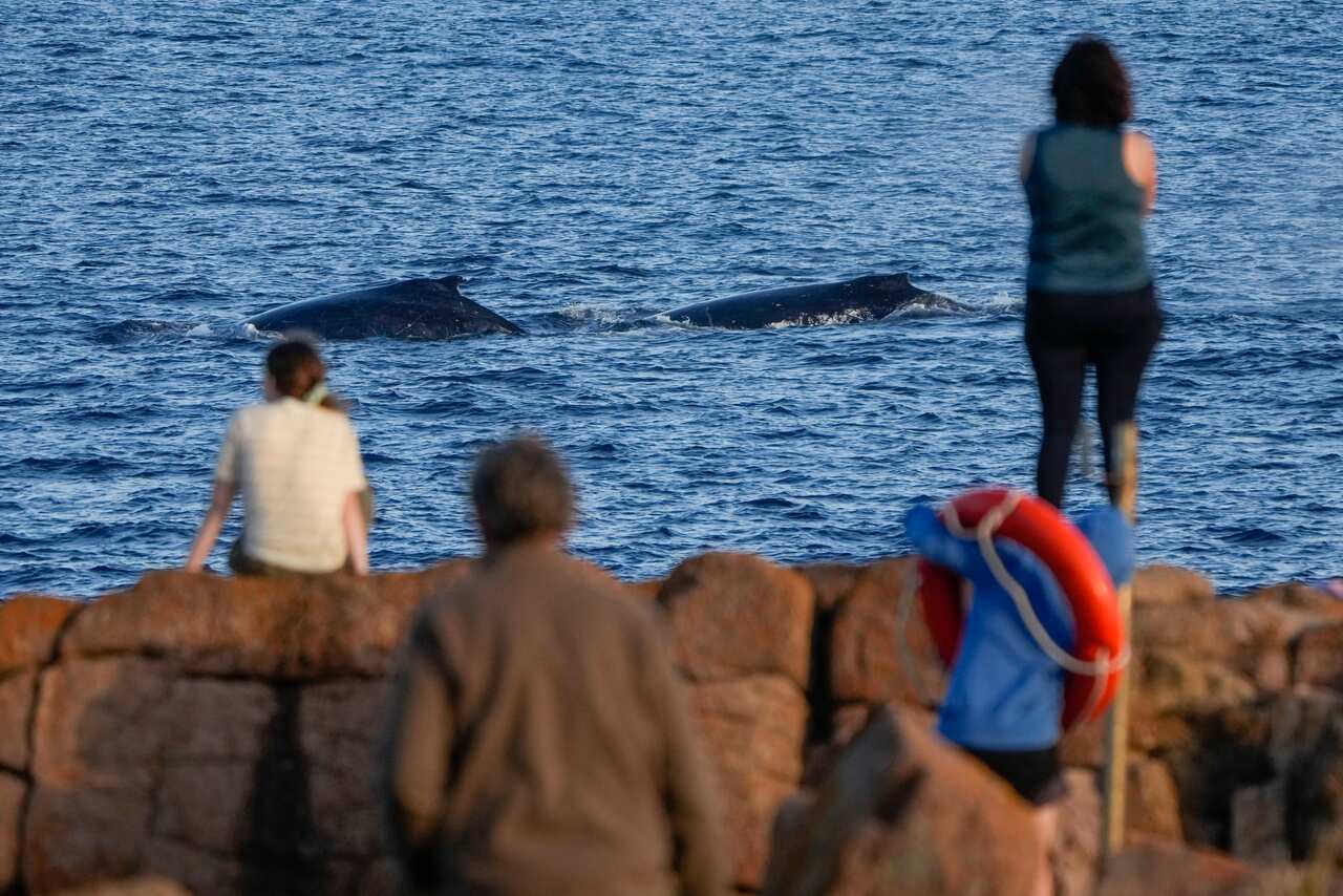 People watching whales.