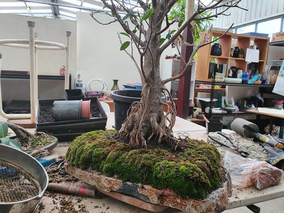 Bonsai at Megumi Bennett's studio