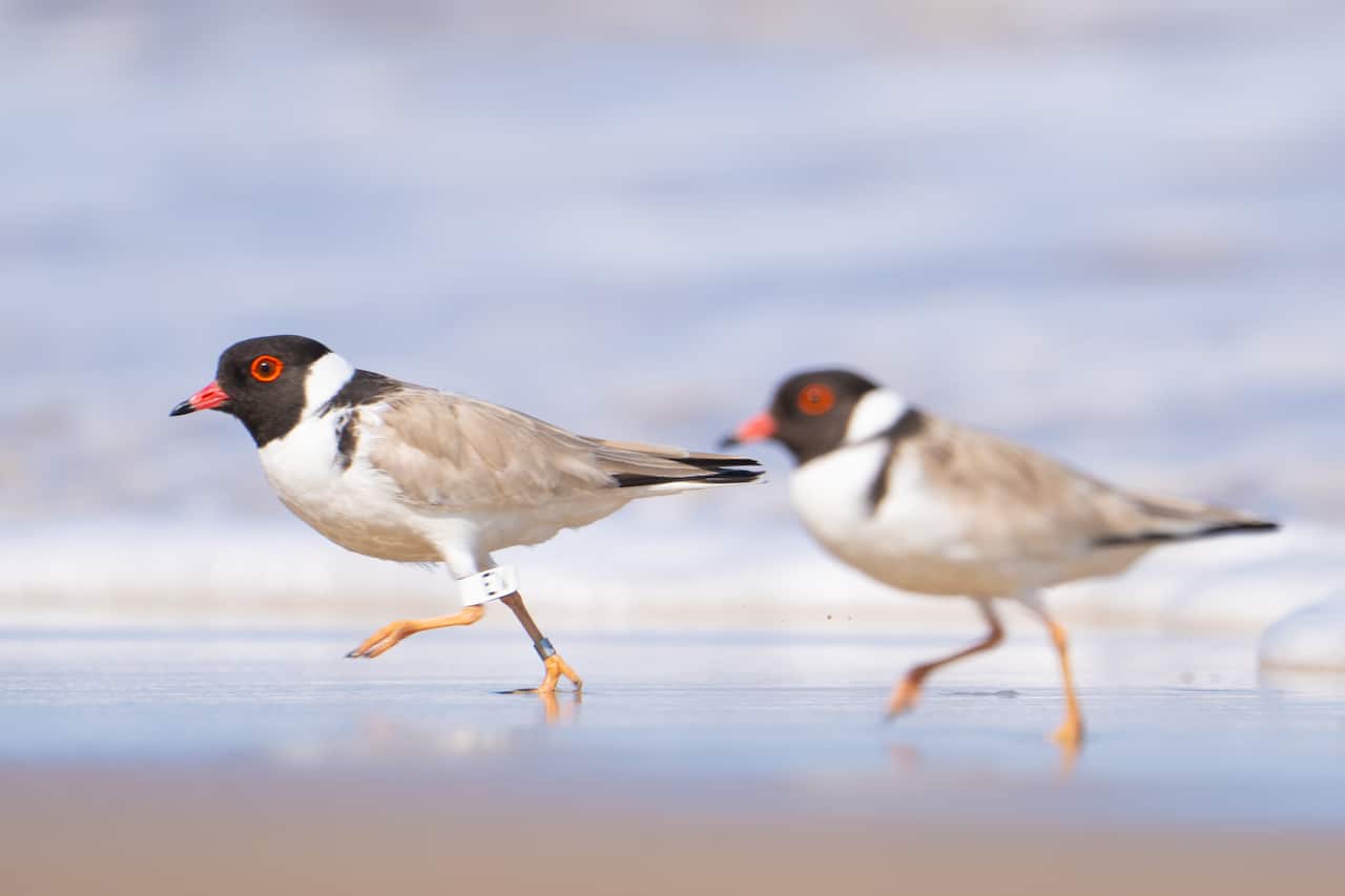 Hooded Plover【黑头鸻】-澳洲特有.jpg