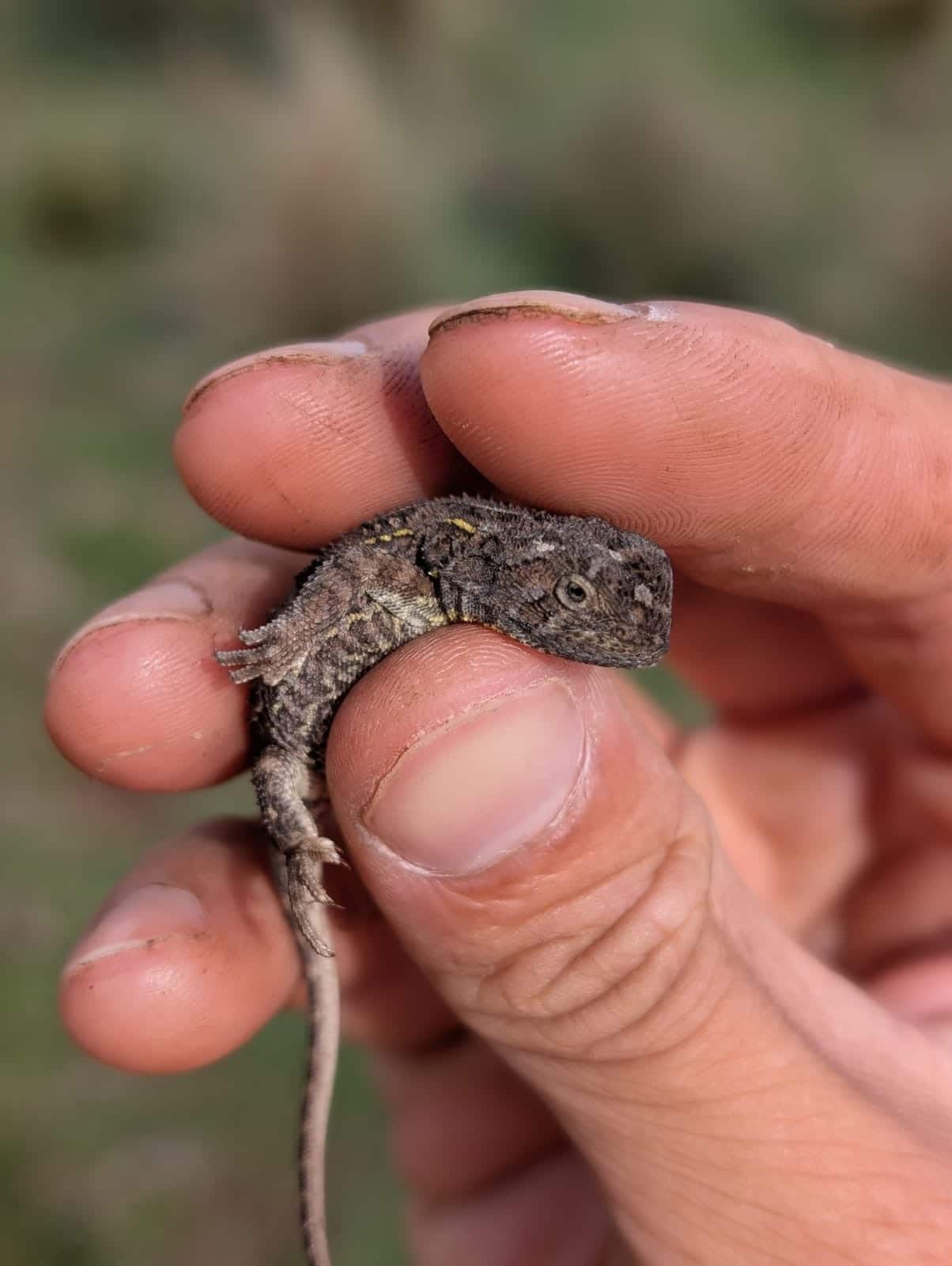 Jackie found a Grassland Earless Dragon.JPG