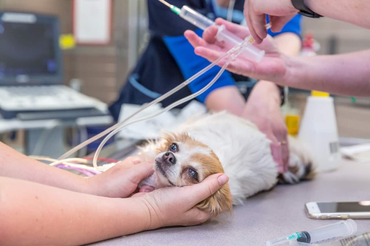 Vet emergency centre