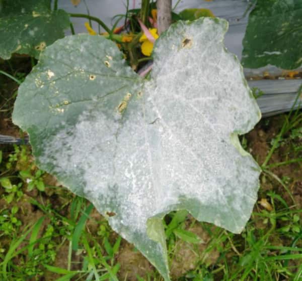 严重的叶片枯死