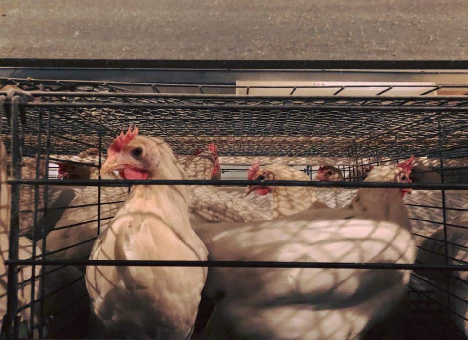 Close-up of several chickens inside rows of cages. 