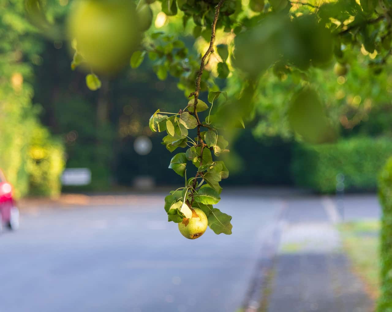 Verge tree.jpg