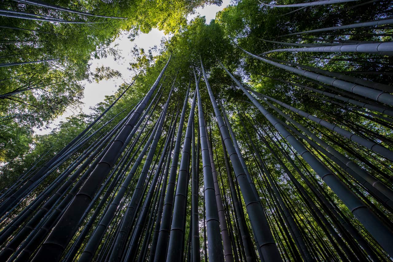 Bamboo trees, photo taken from near the ground, looking up to the sky.