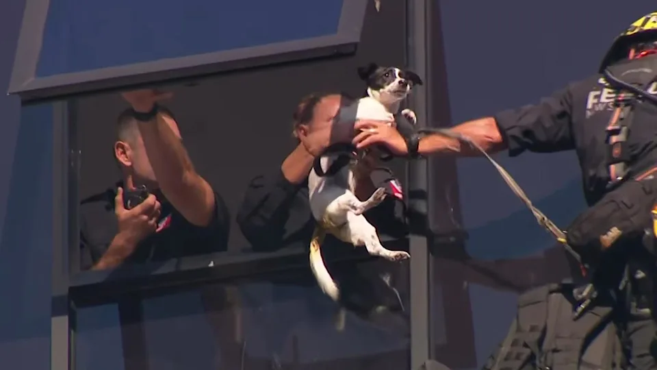 dog rescued from 13-storey ledge 3.webp