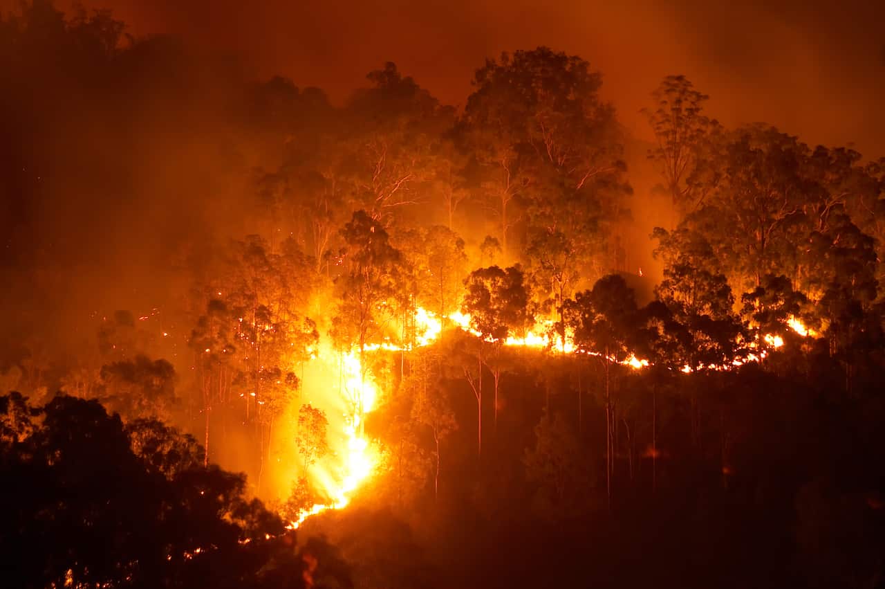 A forest fire at night.