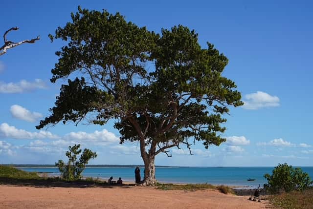 Mango tree next to the sea