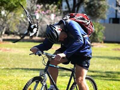 tumblr_inline_mxvsjgf1k31qinae7.jpg bycicle attack.jpg