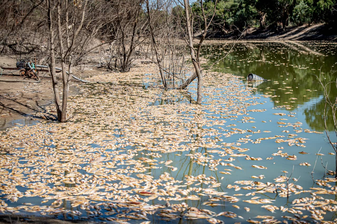 NSW MENINDEE MASS FISH KILLS