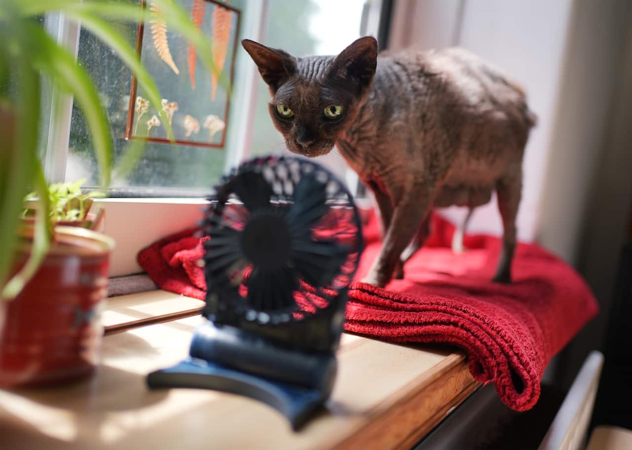 A small dog standing on a folded red rug placed on a windowsill is looking at a small cooling fan placed in front of it.