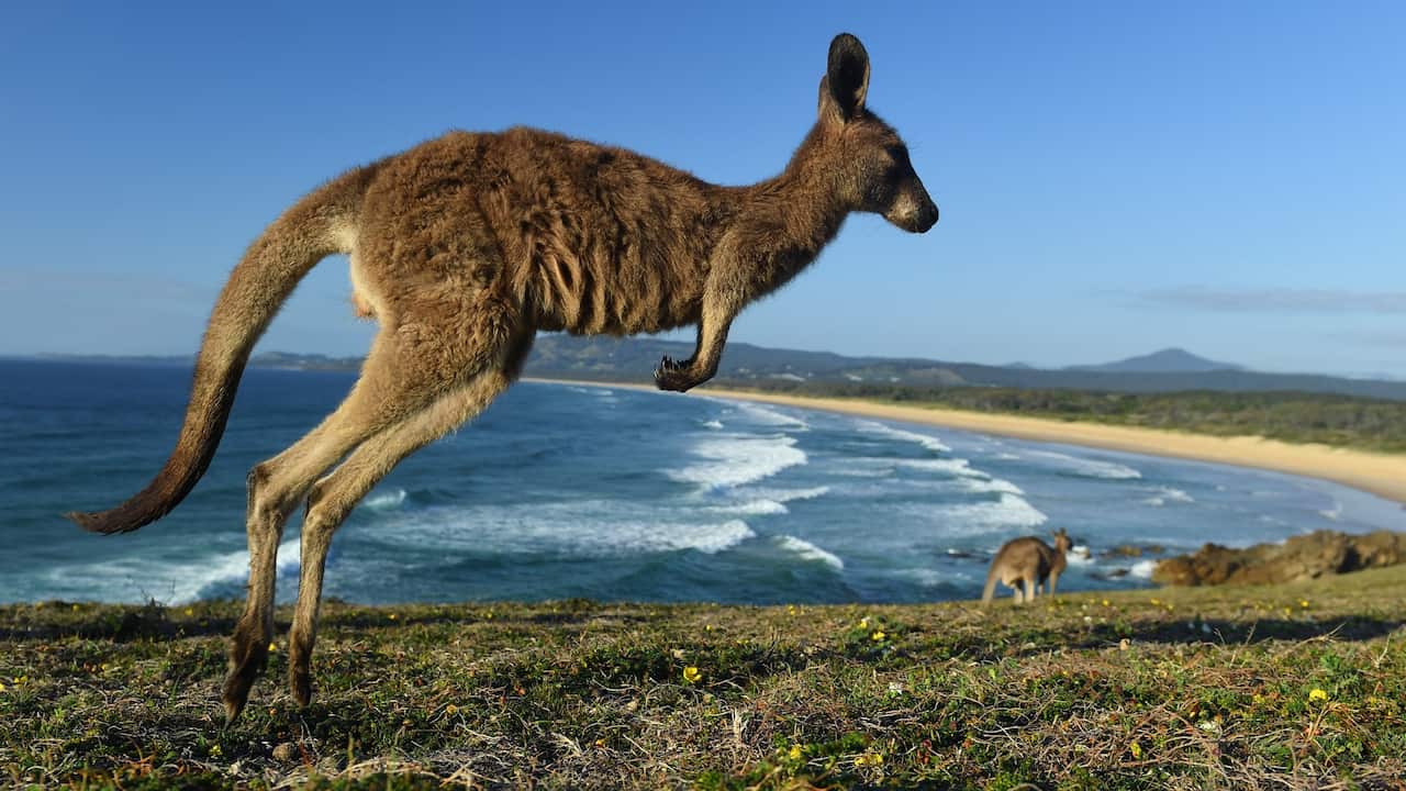 An eastern grey kangaroo is seen at Look At Me Now Headland, north of Coffs Harbour. Source - AAP Image - Dave Hunt.jpg