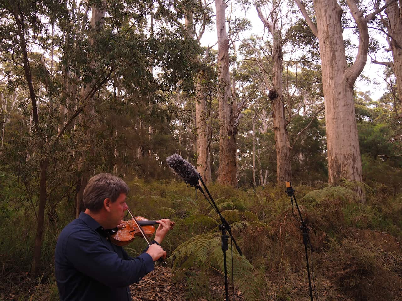 violino nella foresta.JPG