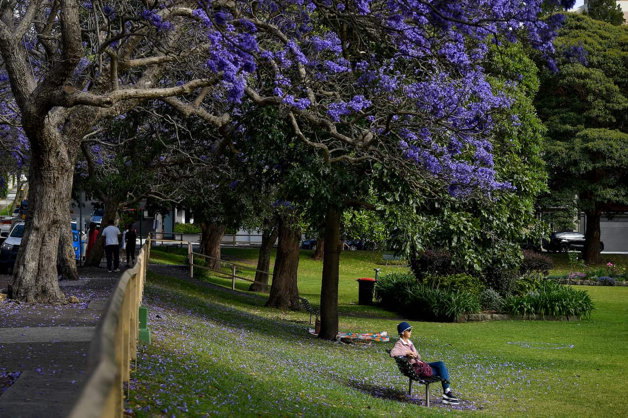 JACARANDA BLOOM SYDNEY